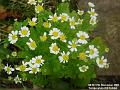 2003-1117Feverfew